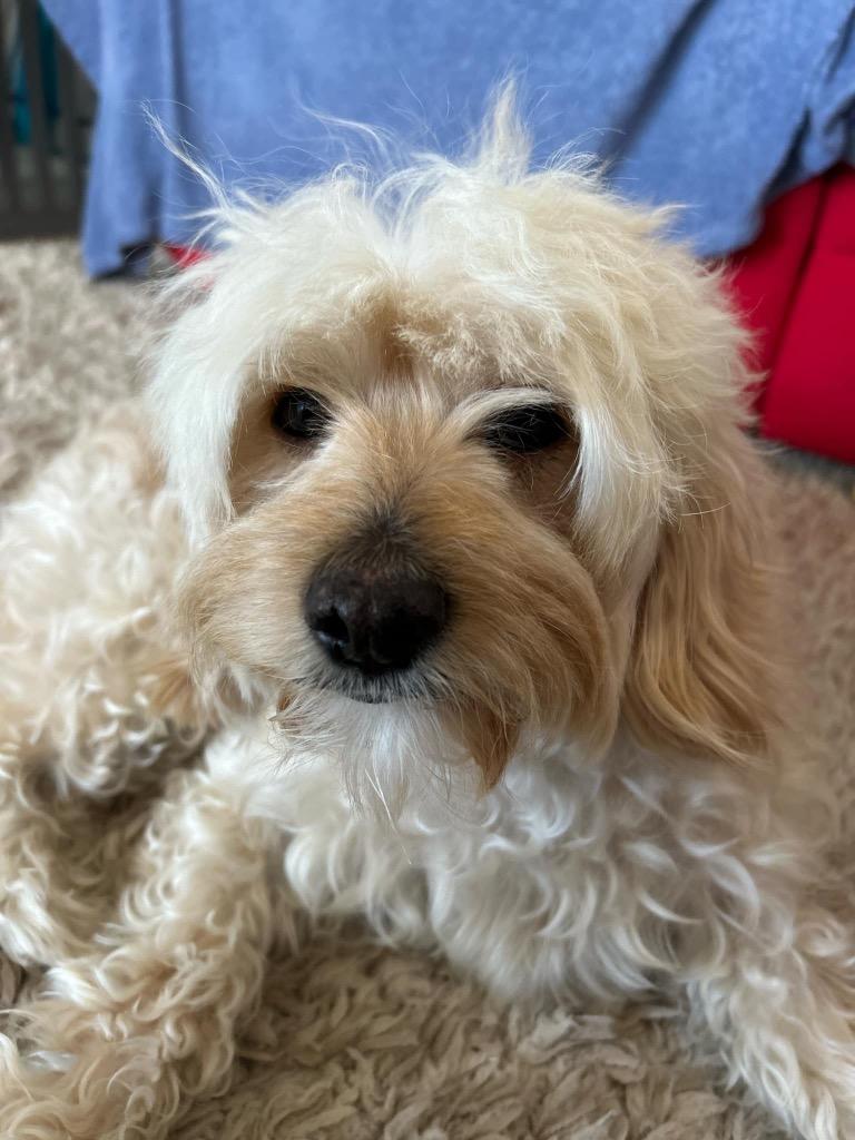 Pearl, Adopted, Adult Female Poodle.