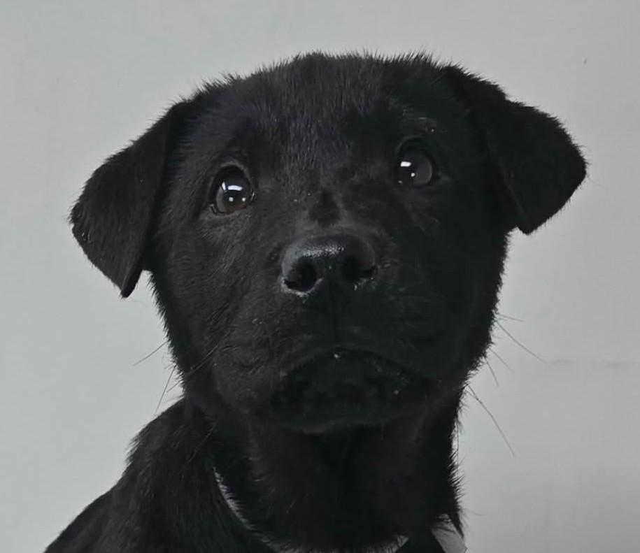 Olivia, an adopted mixed breed in Newport, TN image 1/4