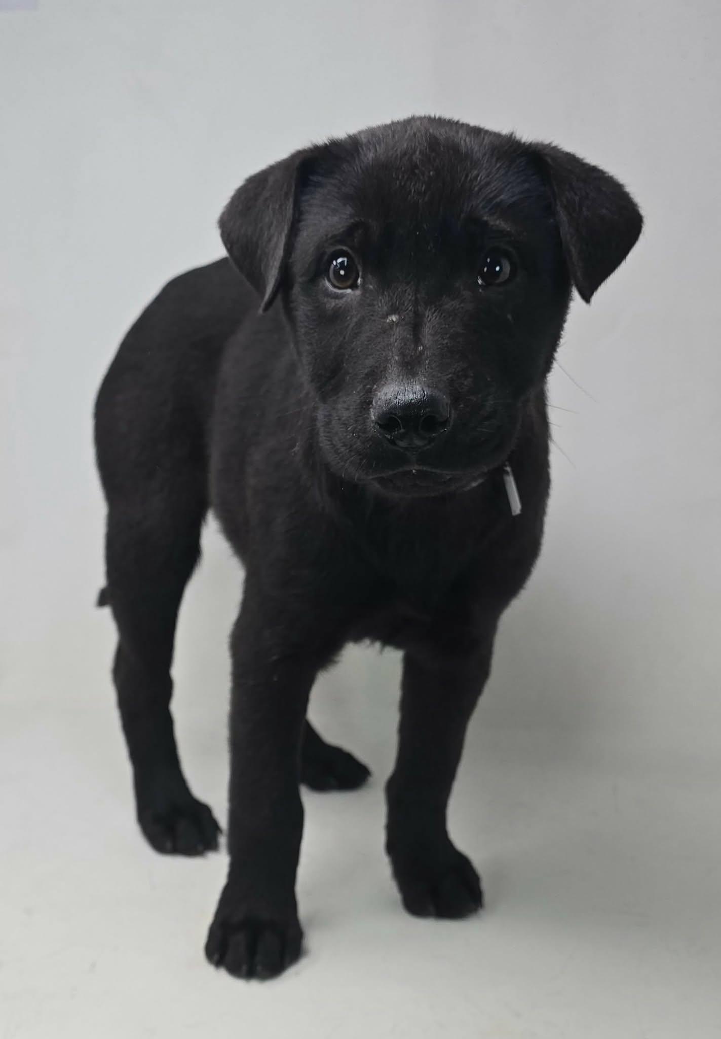 Olivia, an adopted mixed breed in Newport, TN image 2/4