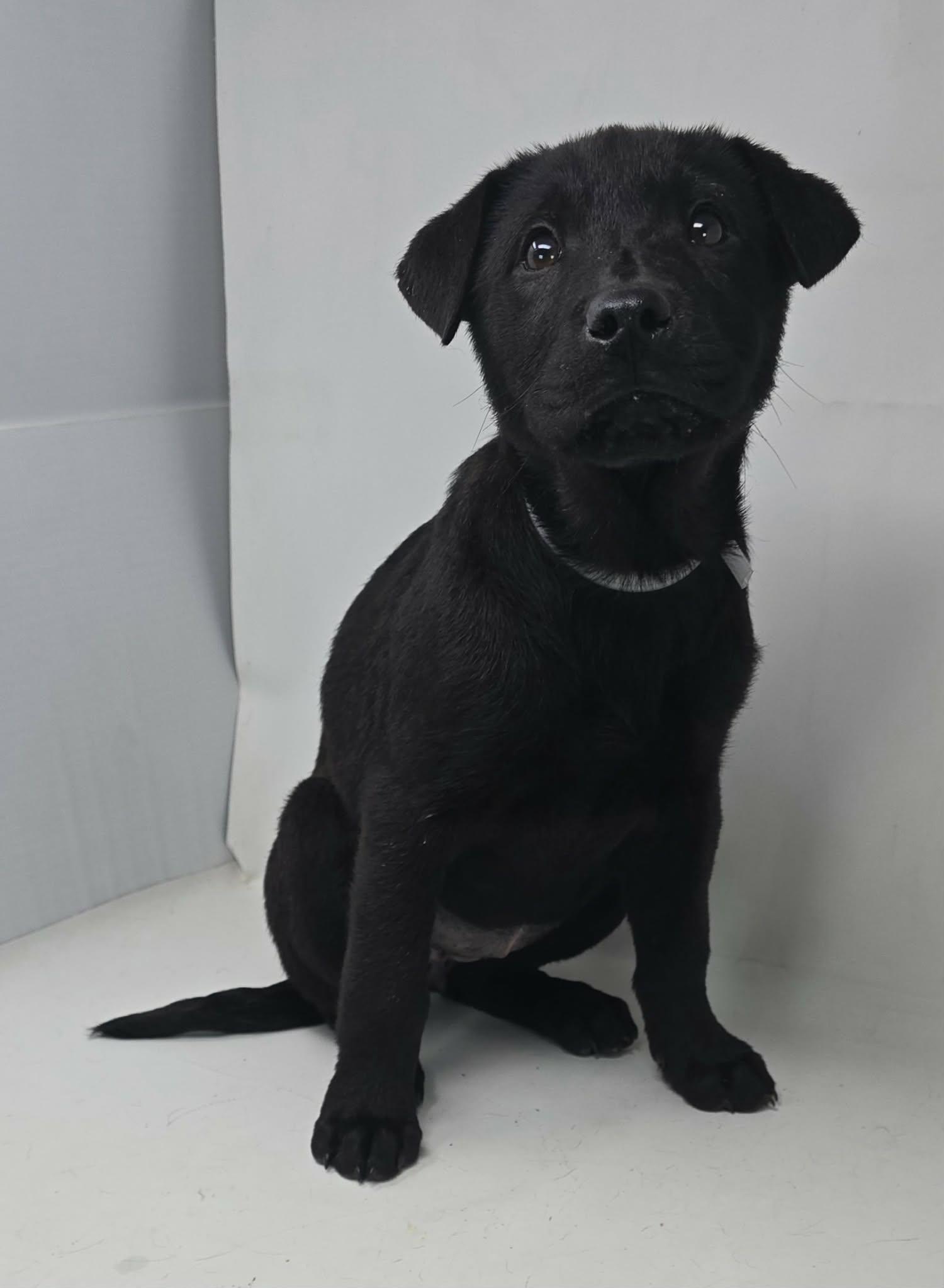 Olivia, an adopted mixed breed in Newport, TN image 4/4