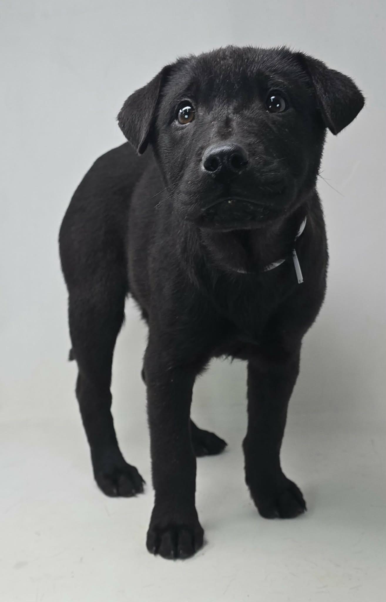 Olivia, an adopted mixed breed in Newport, TN image 3/4