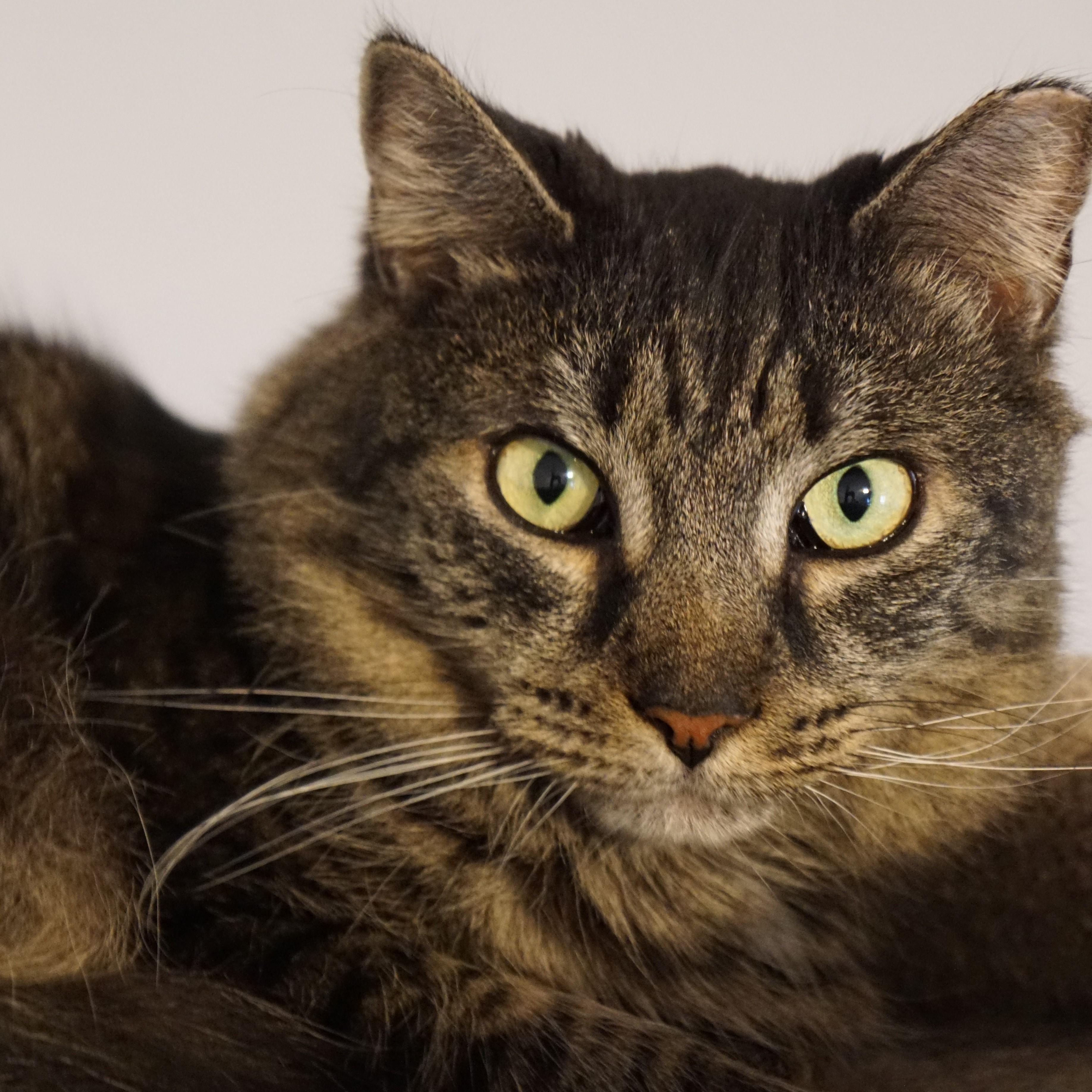 Cheryl, Adoptable, Senior Female Tabby.