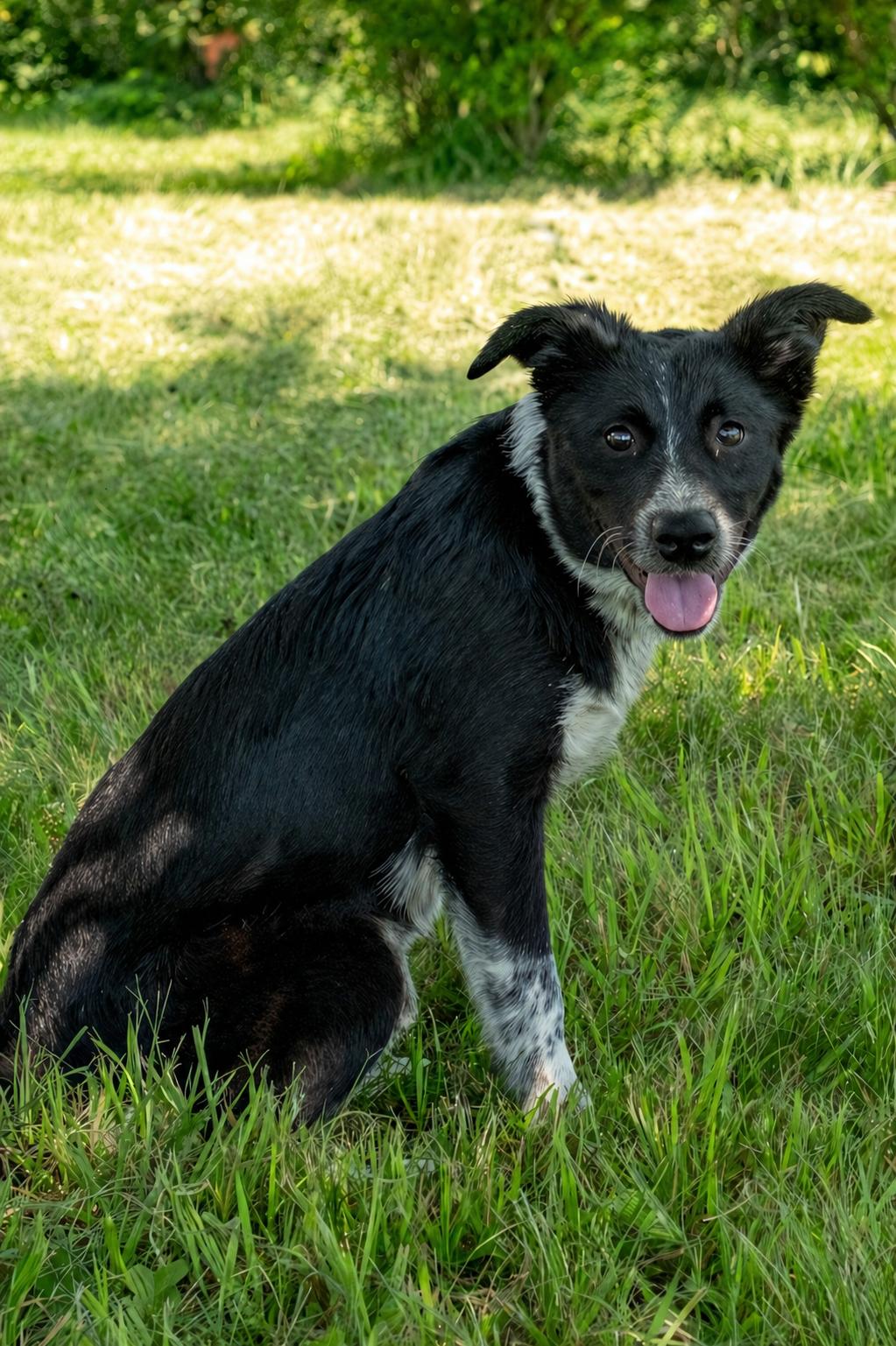 Danica (Dani), ADOPTABLE, Puppy Female Australian Cattle Dog / Blue Heeler & Border Collie.