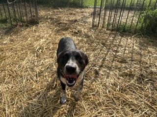 Enlarge Danika (Dani), a ADOPTABLE mixed breed in Muncie, IN image 3/3