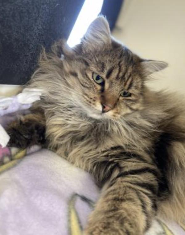 Oscar, an adopted Domestic Long Hair in Buena Vista, CO image 2/3