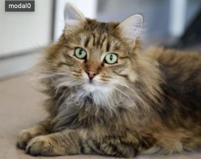 Oscar, adopted, Adult Male Domestic Long Hair.