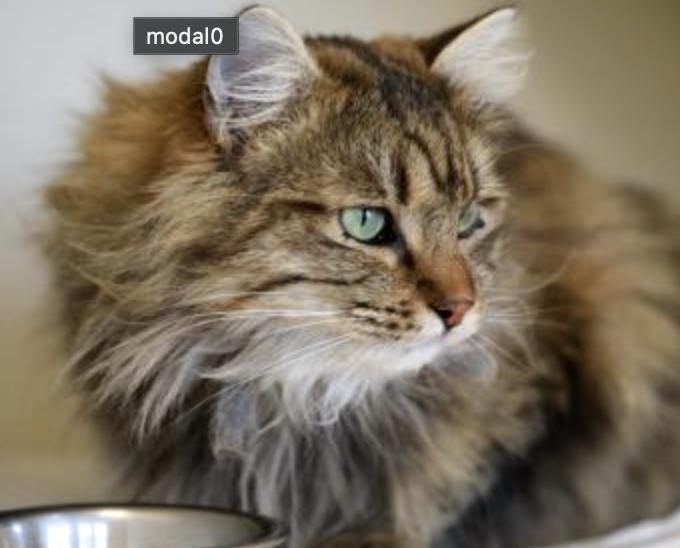 Oscar, an adopted Domestic Long Hair in Buena Vista, CO image 3/3