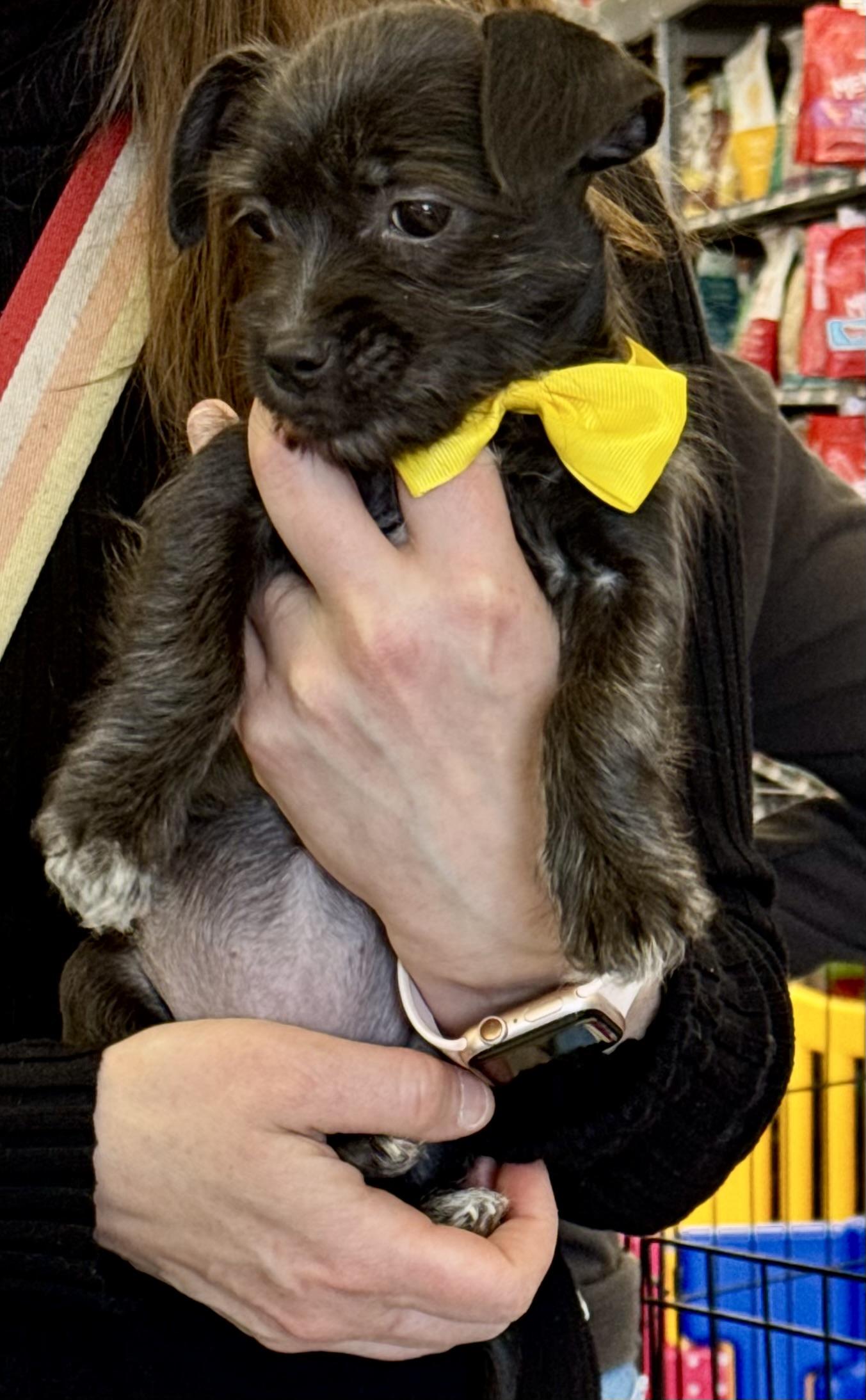 Savannah , an adoptable mixed breed in Gainesville, VA image 6/6