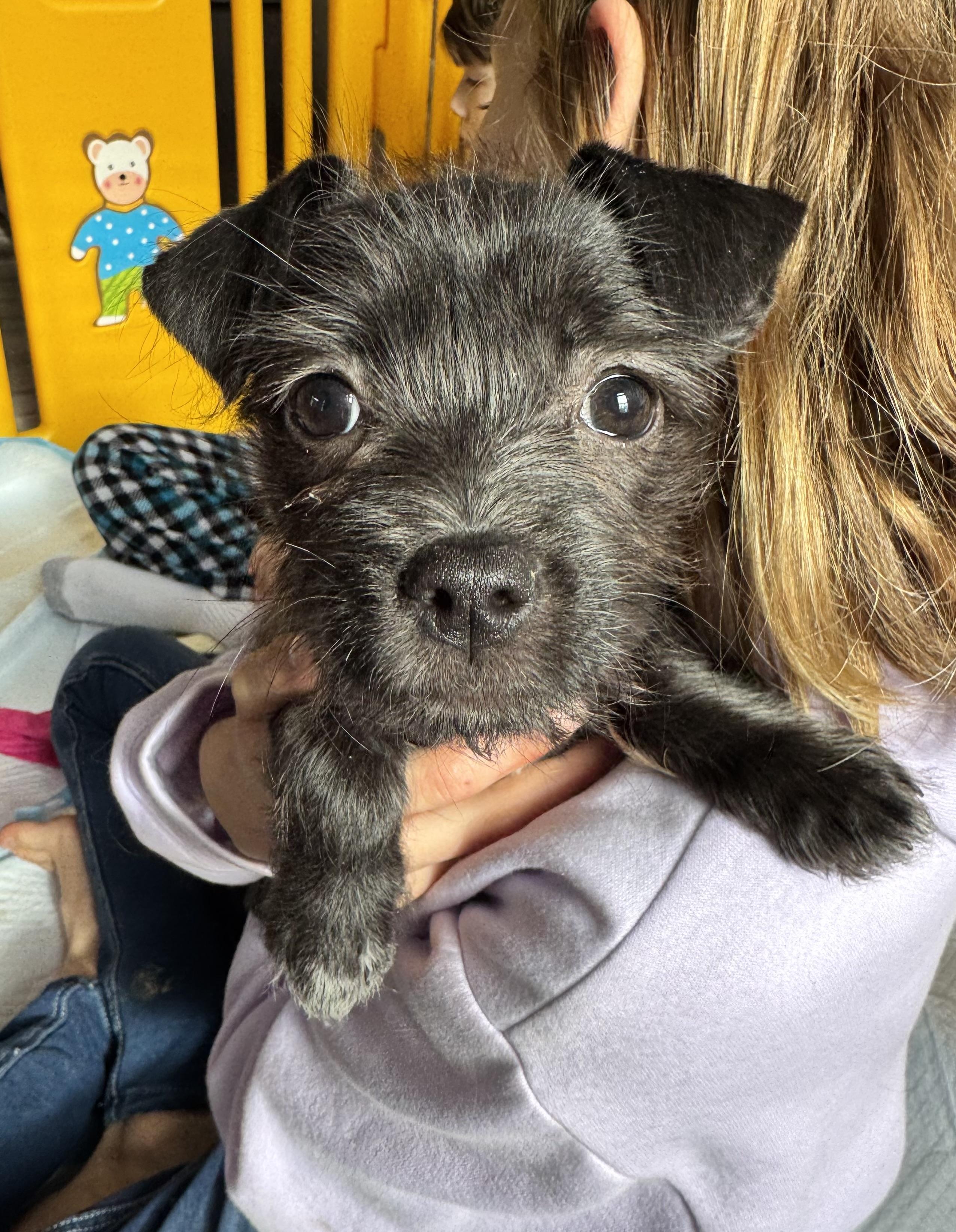 Savannah , an adoptable mixed breed in Gainesville, VA image 3/6