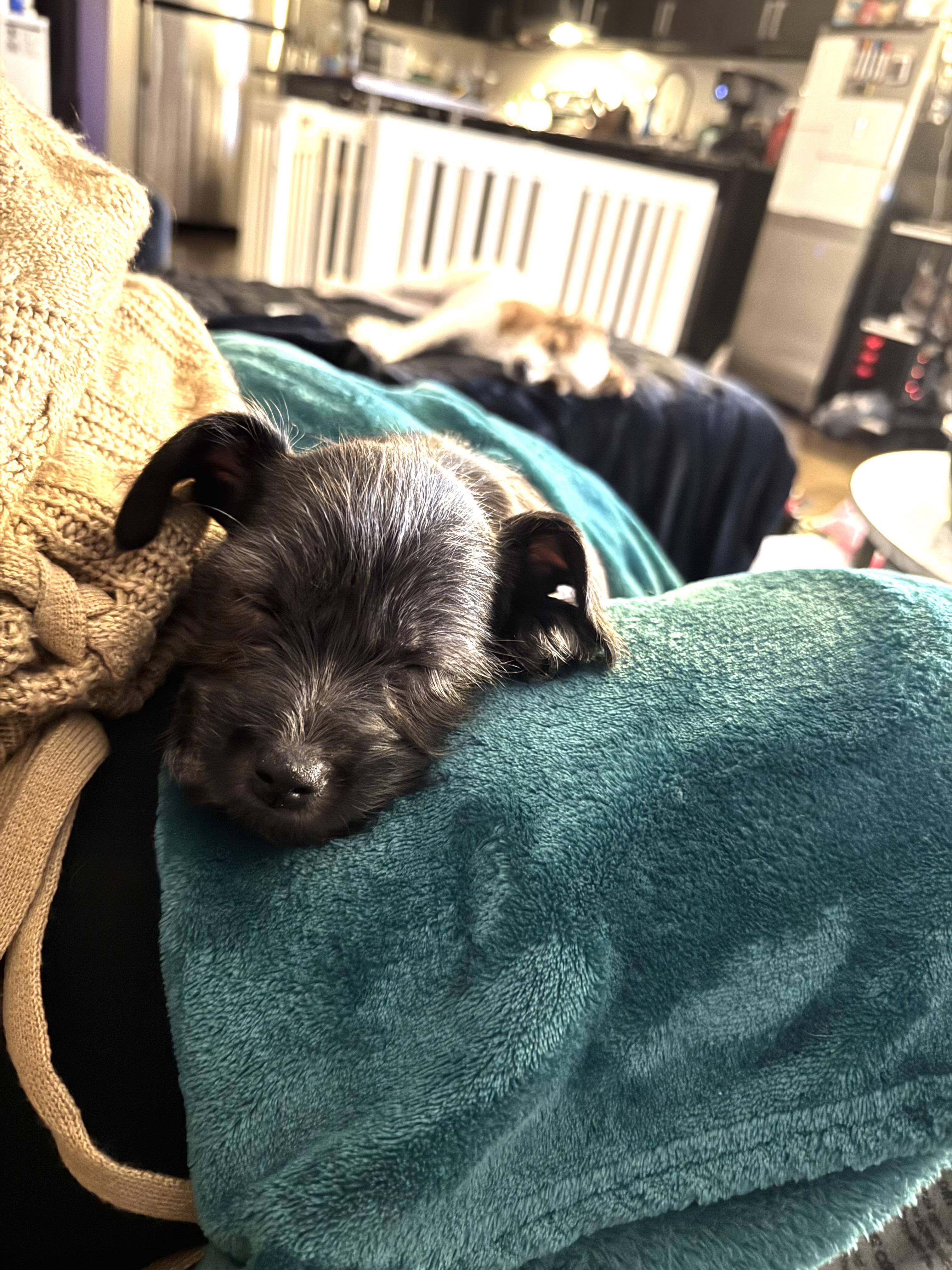 Savannah , adoptable, Puppy Female Chihuahua & Shih Tzu.