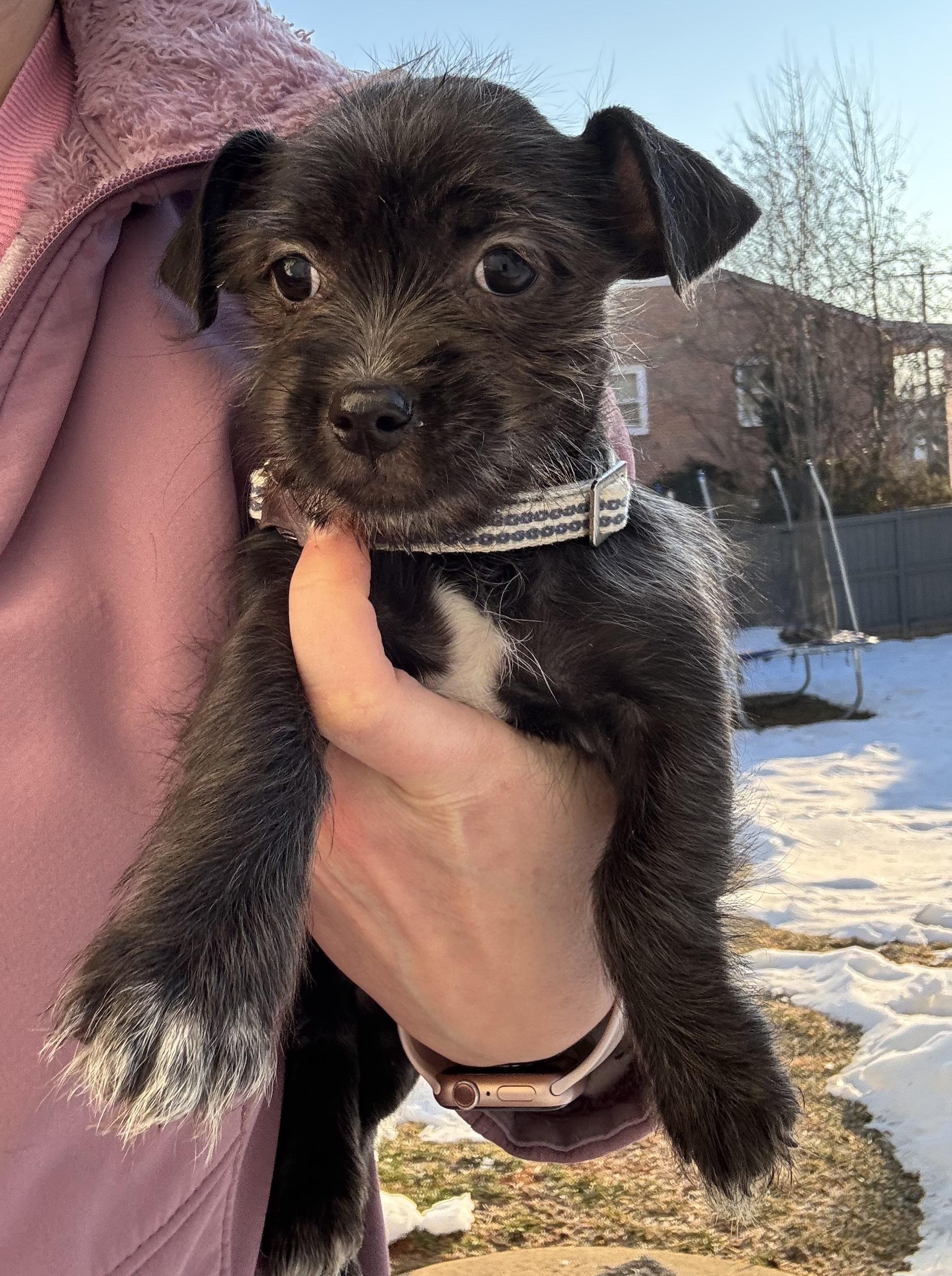 Savannah , an adoptable mixed breed in Gainesville, VA image 4/6