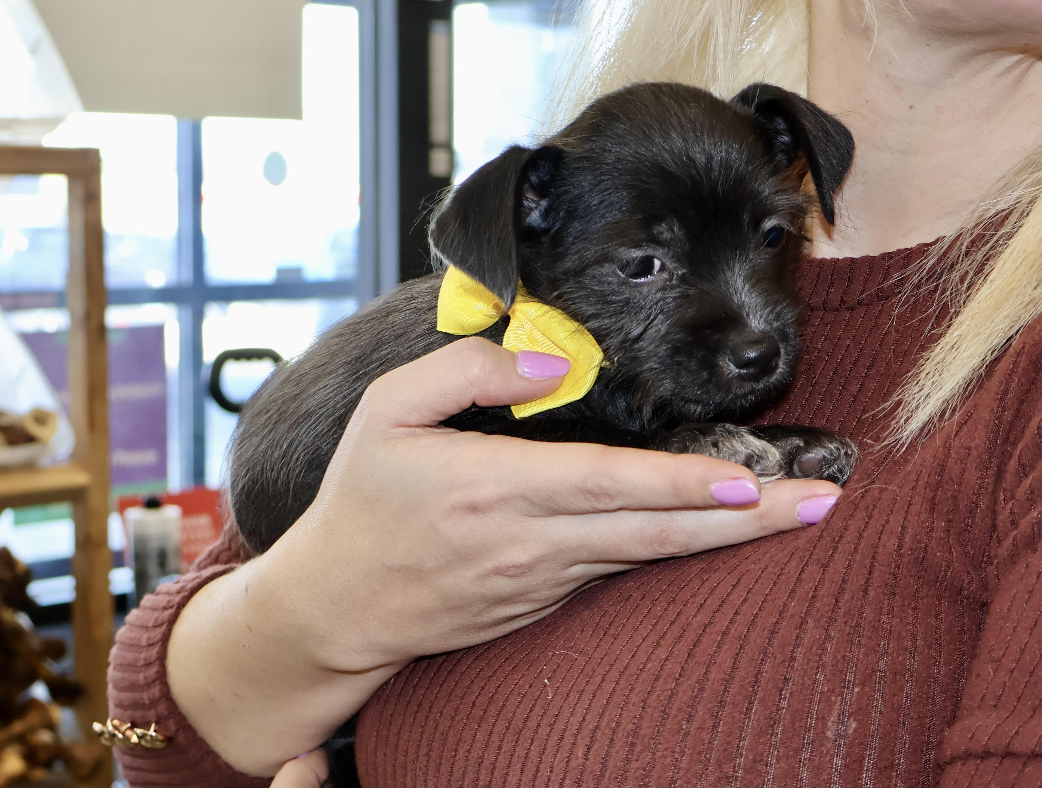 Savannah , an adoptable mixed breed in Gainesville, VA image 2/6