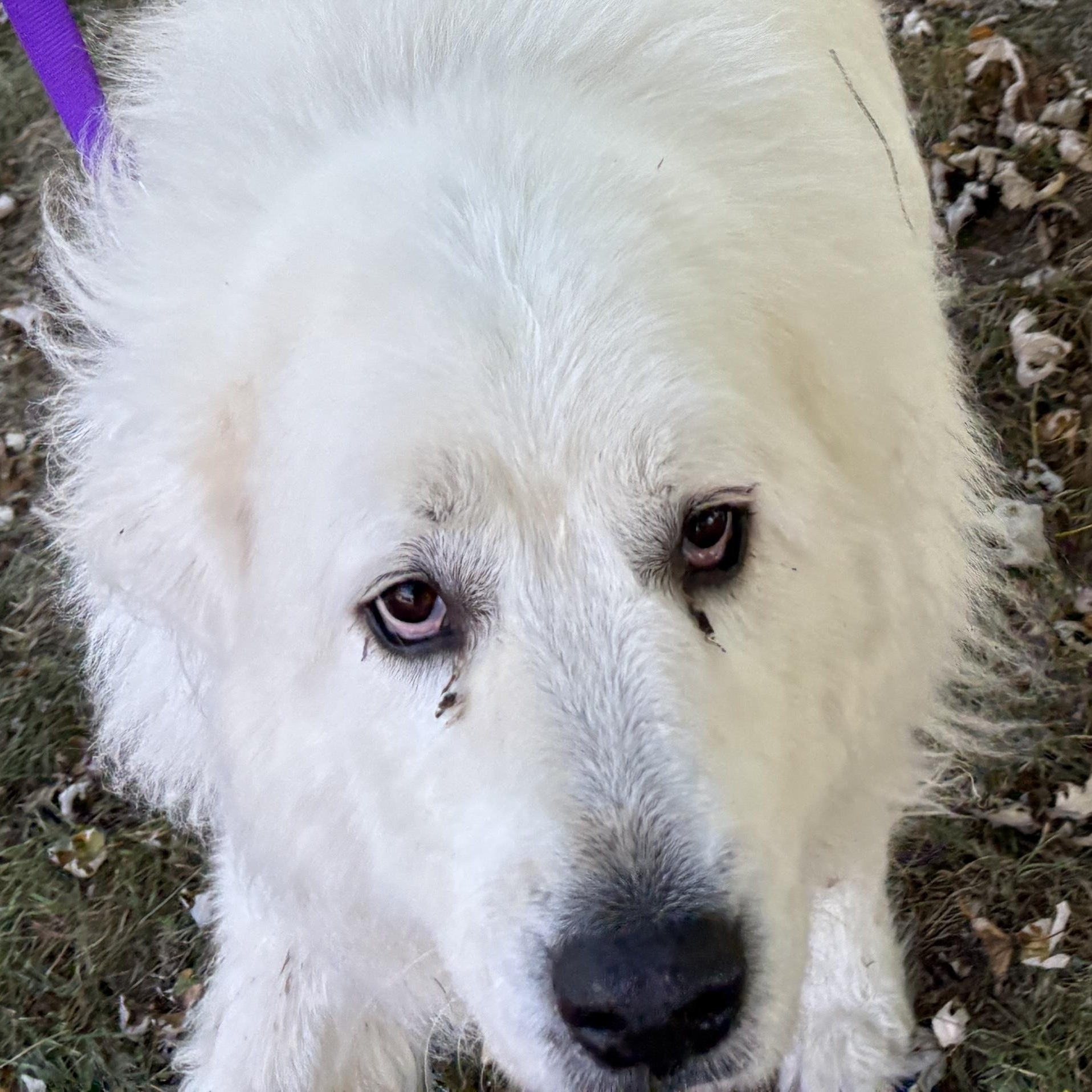 Chloe - New to Rescue - Senior - Needs foster, a Adopted Great Pyrenees in Indianapolis, IN image 3/6