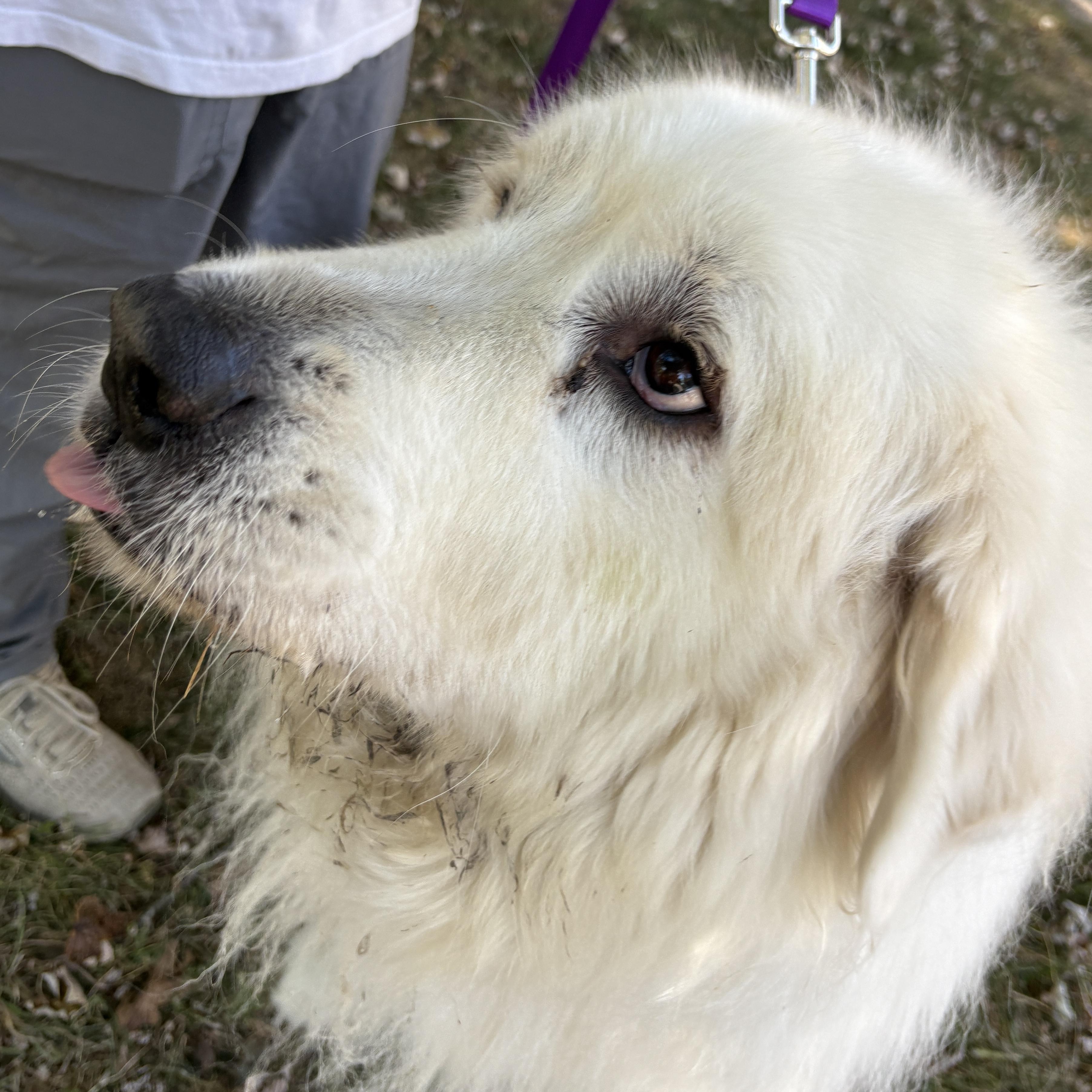 Chloe - New to Rescue - Senior - Needs foster, a Adopted Great Pyrenees in Indianapolis, IN image 4/6