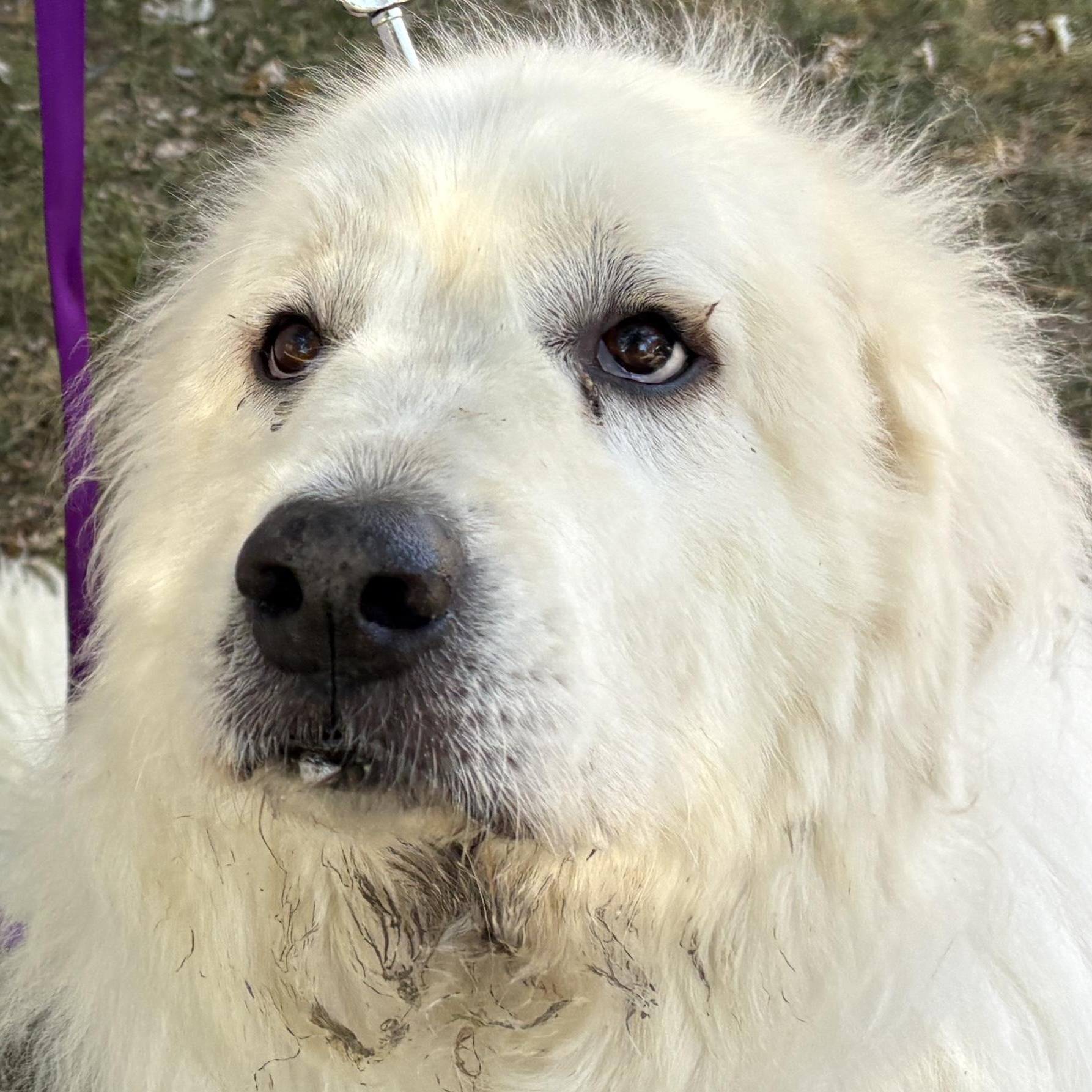 Chloe - New to Rescue - Senior - Needs foster