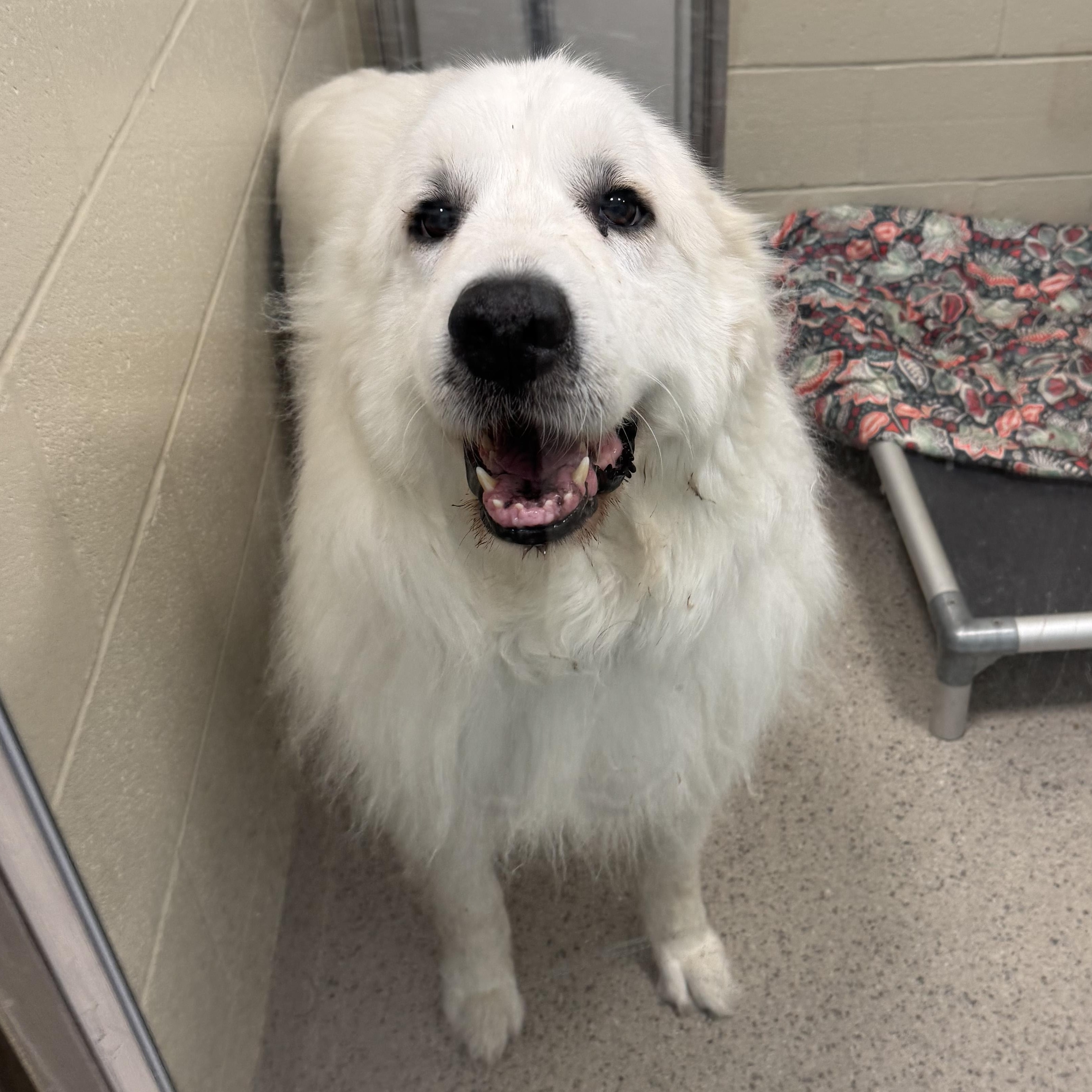 Chloe - New to Rescue - Senior - Needs foster, a Adopted Great Pyrenees in Indianapolis, IN image 2/6