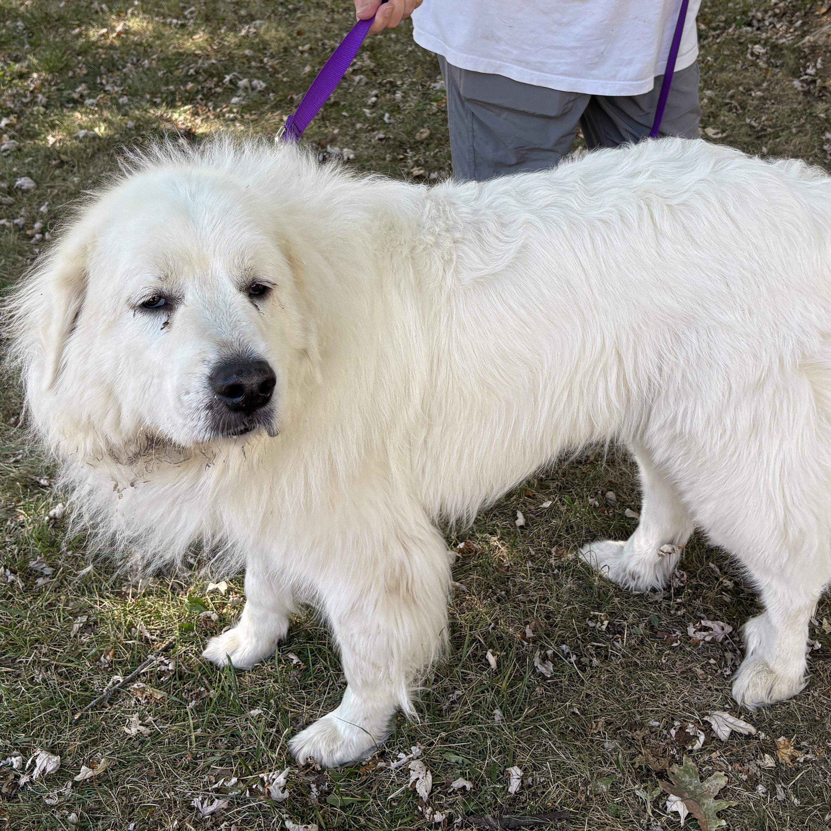 Chloe - New to Rescue - Senior - Needs foster