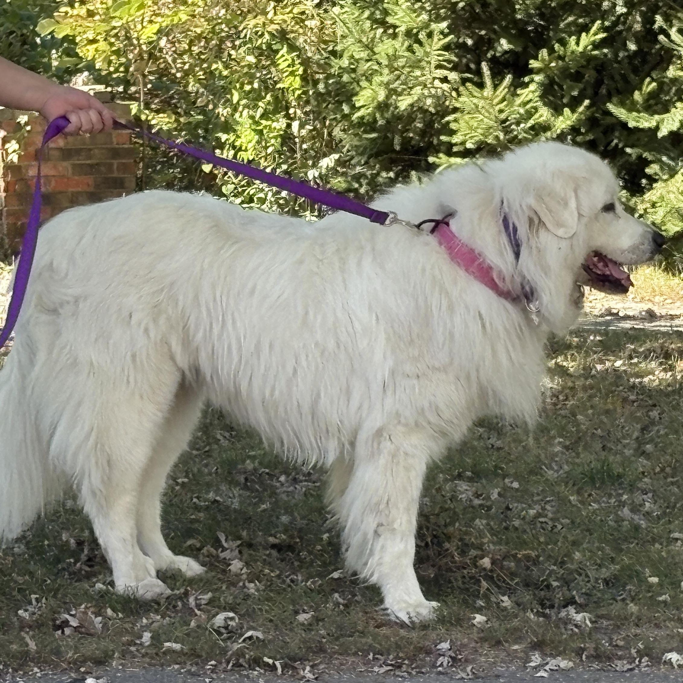 Chloe - New to Rescue - Senior - Needs foster