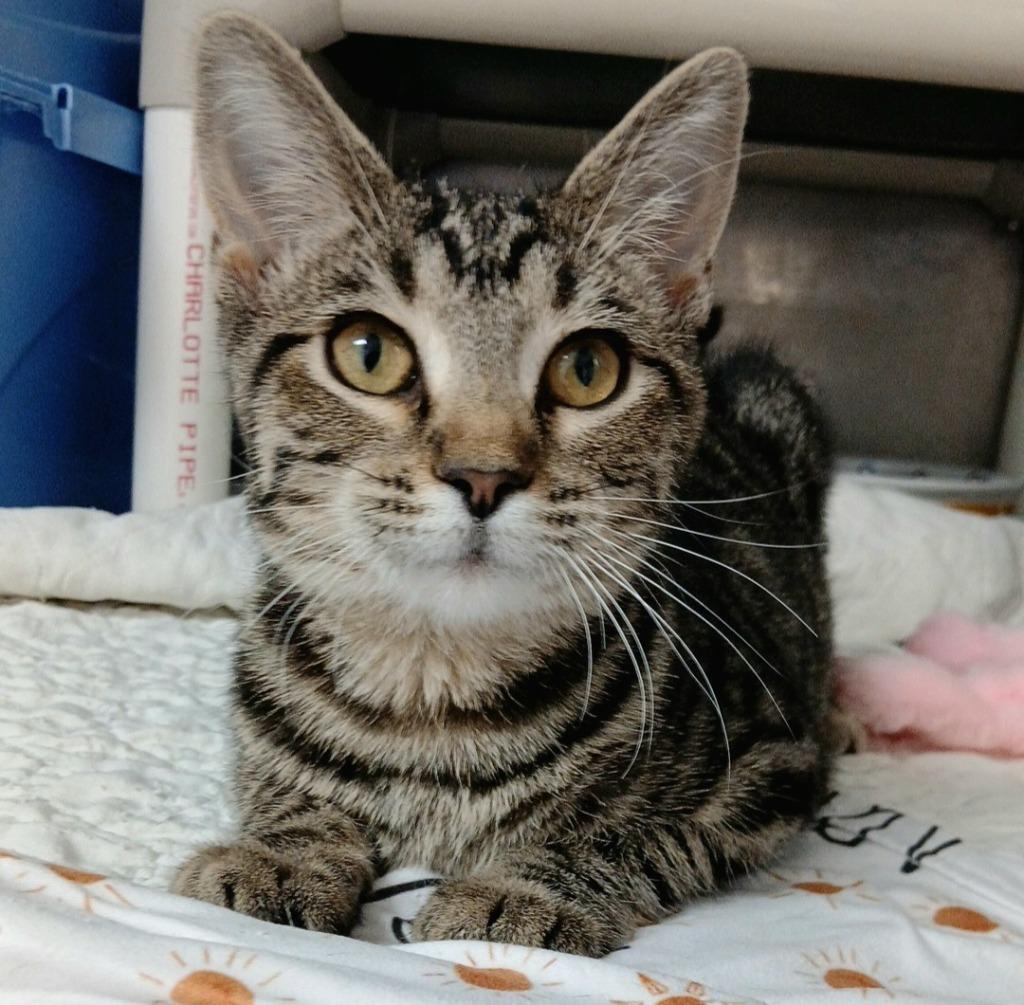 Nala, Adoptable, Young Female Domestic Short Hair.