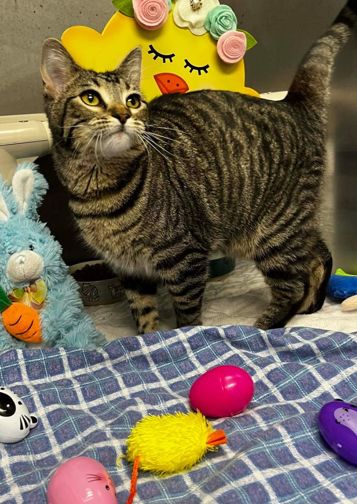 Nala, a Adoptable mixed breed in Sunrise Beach, MO image 4/6