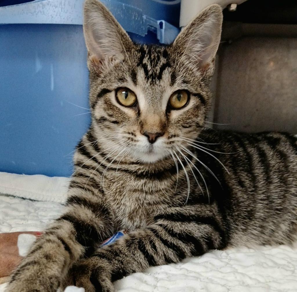 Nala, a Adoptable mixed breed in Sunrise Beach, MO image 6/6