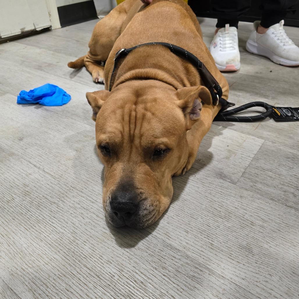 Enlarge Scooby Doo, a Adoptable mixed breed in Waldorf, MD image 1/3