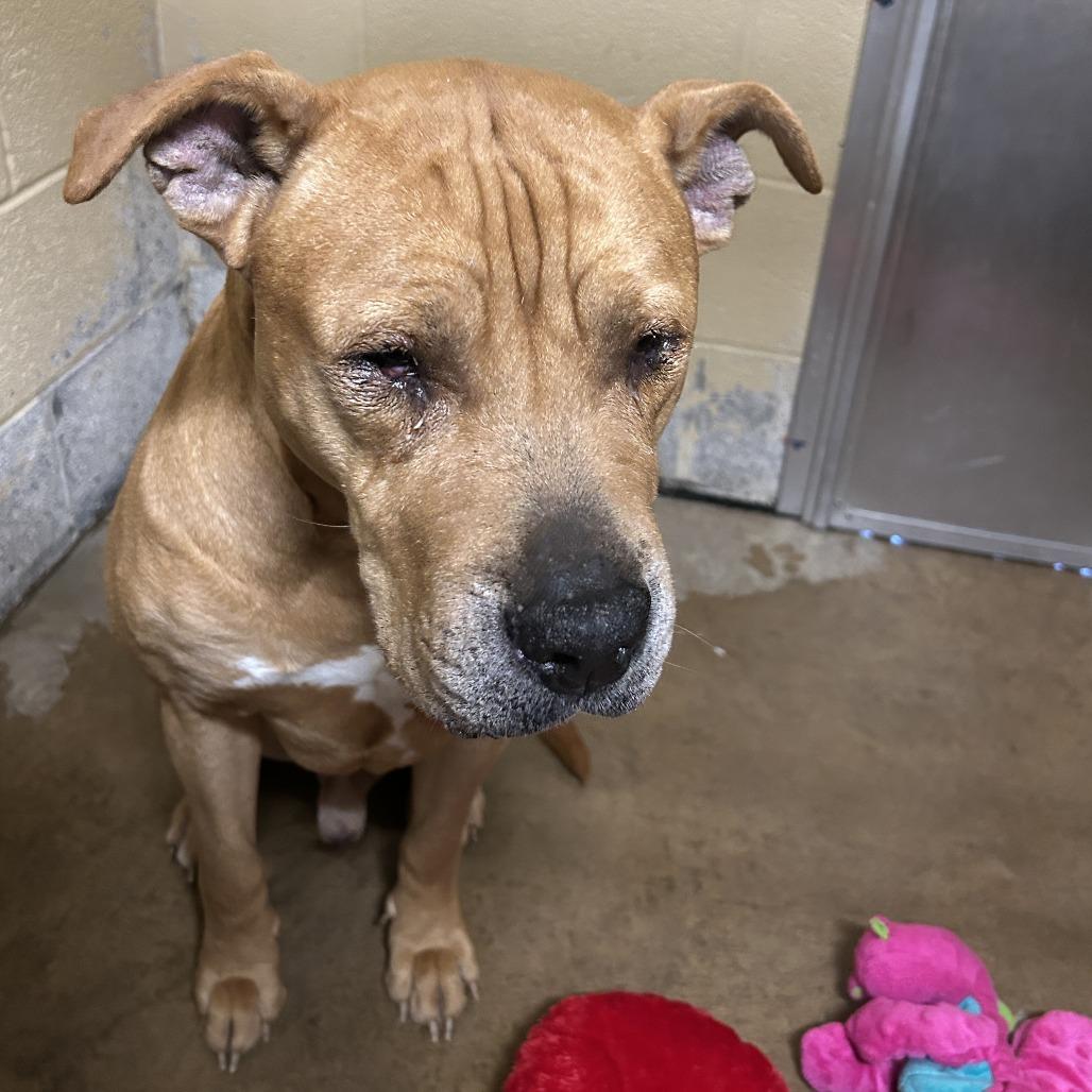 Enlarge Scooby Doo, a Adoptable mixed breed in Waldorf, MD image 2/3