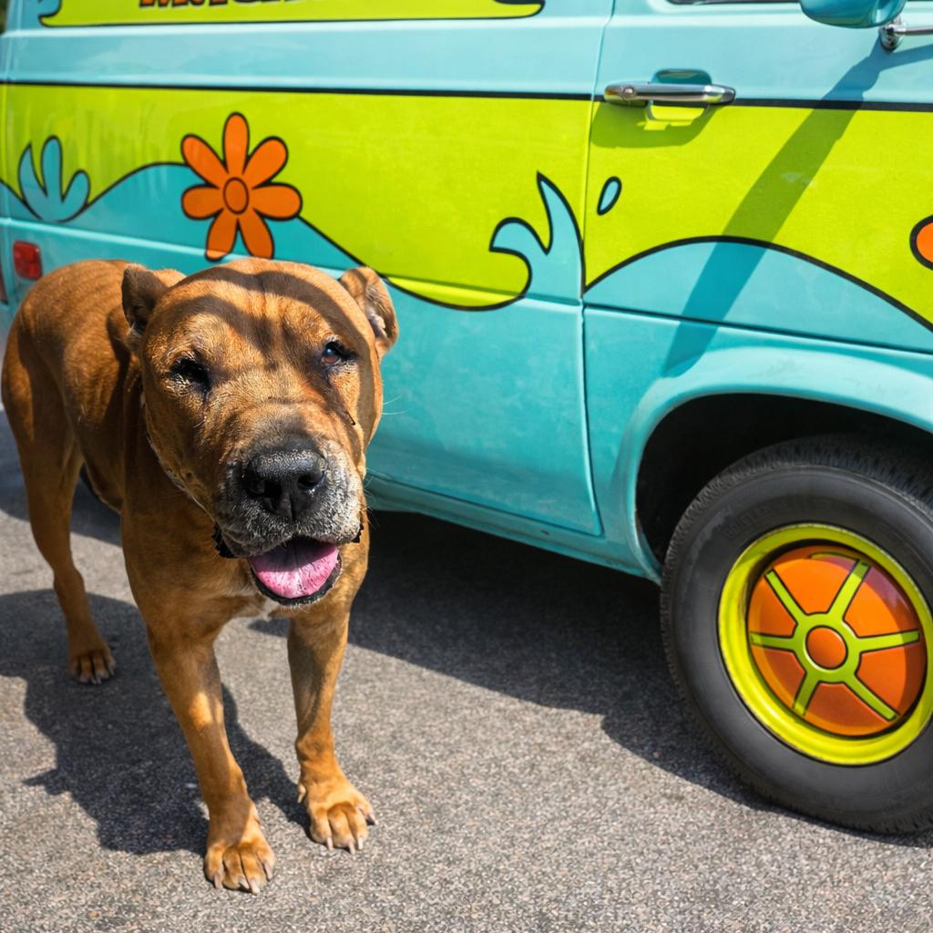 Enlarge Scooby Doo, a Adoptable mixed breed in Waldorf, MD image 3/3