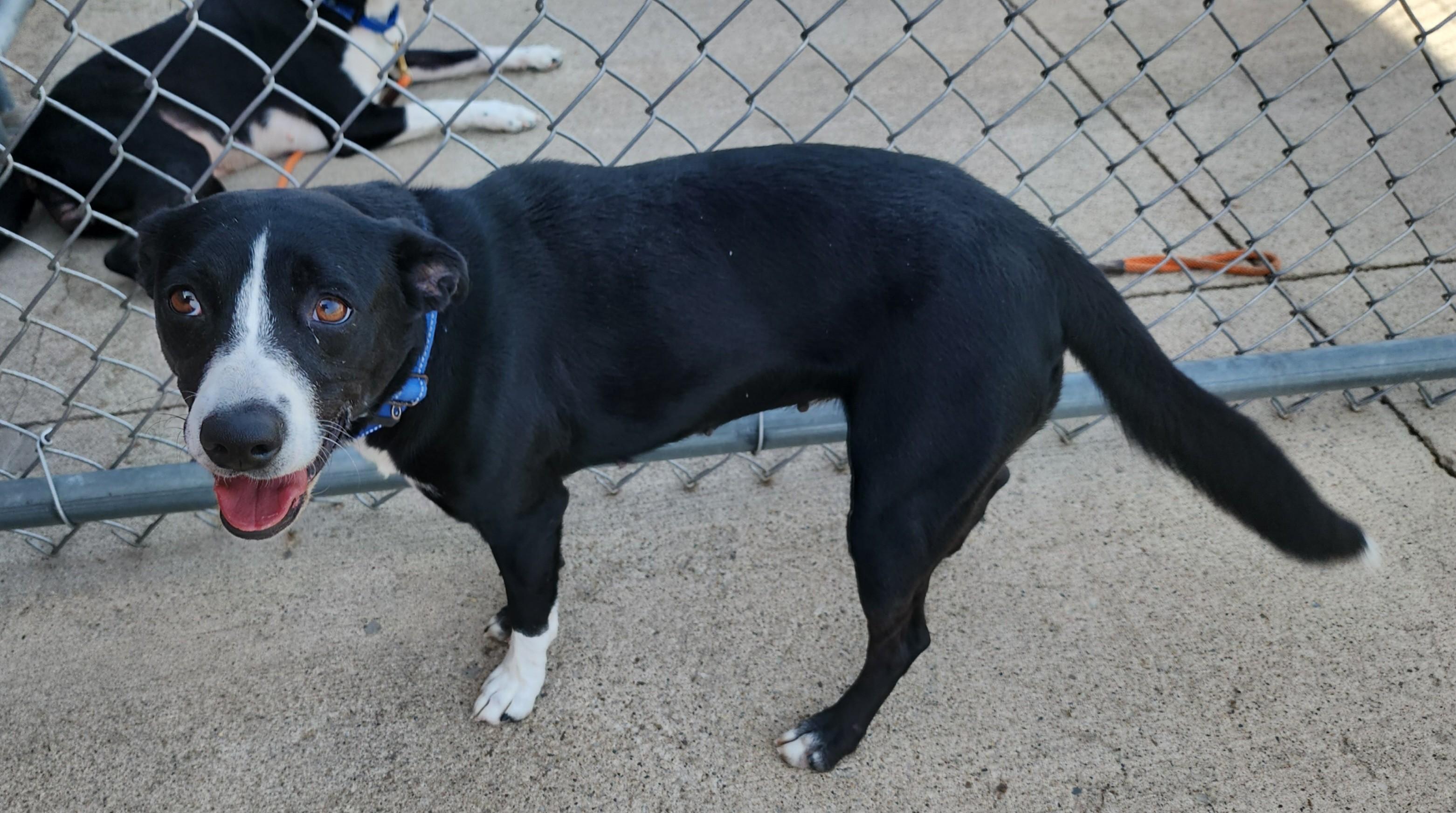 Enlarge Daisy, a ADOPTABLE mixed breed in Fairfield, IA image 2/2