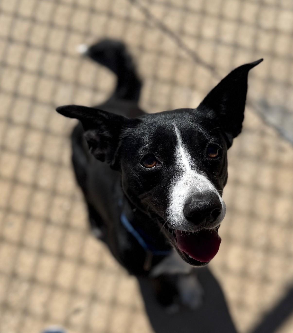 Enlarge Daisy, a ADOPTABLE mixed breed in Fairfield, IA image 1/2