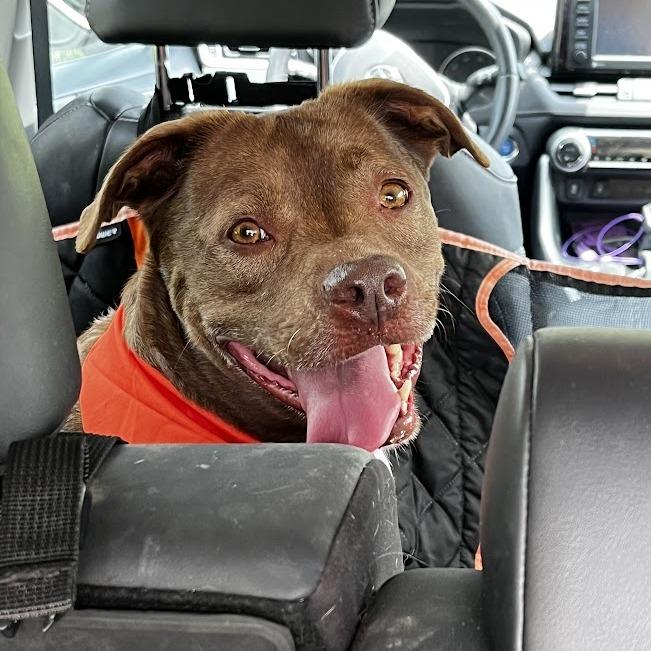 Enlarge Rex, a Adoptable mixed breed in South Elgin, IL image 1/6