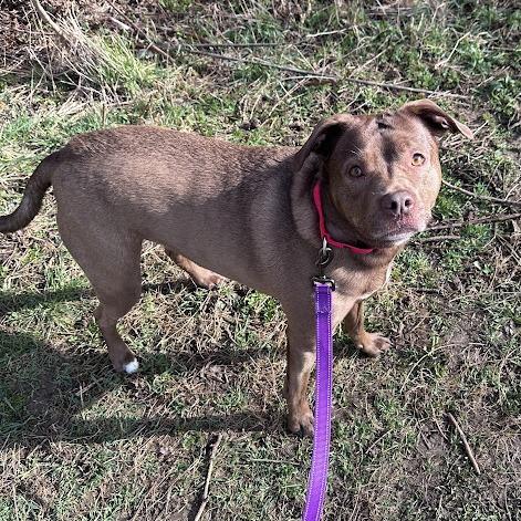 Enlarge Rex, a Adoptable mixed breed in South Elgin, IL image 2/6