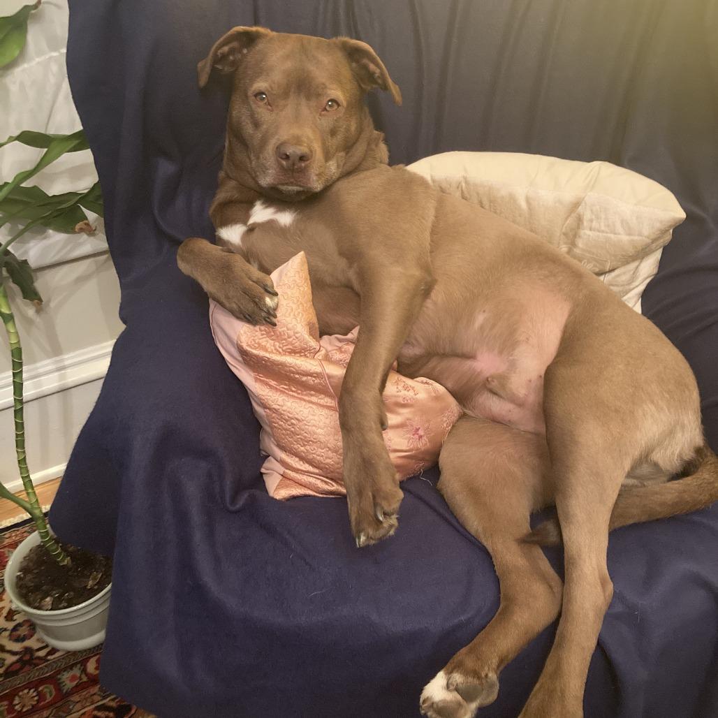 Enlarge Rex, a Adoptable mixed breed in South Elgin, IL image 3/6
