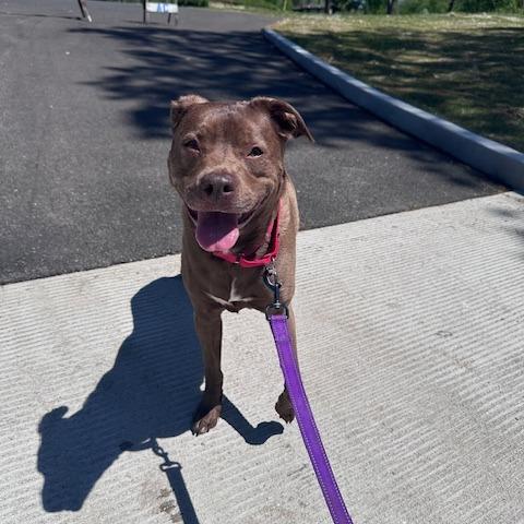 Enlarge Rex, a Adoptable mixed breed in South Elgin, IL image 4/6