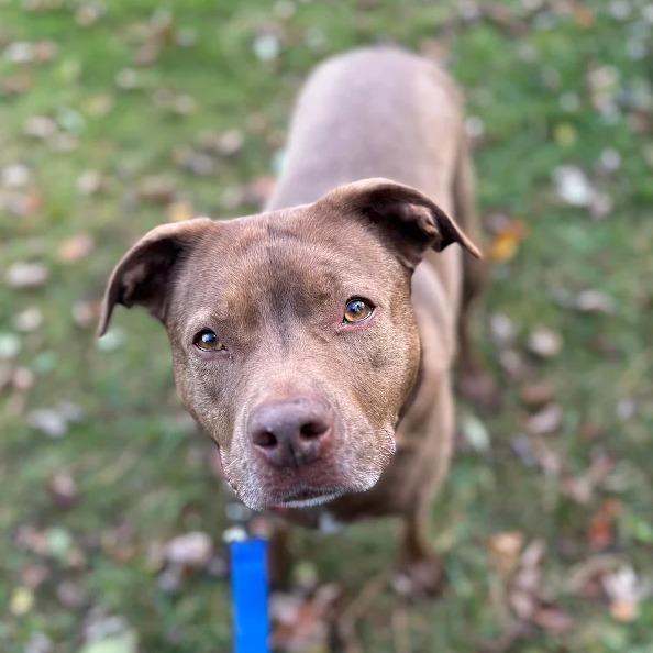 Enlarge Rex, a Adoptable mixed breed in South Elgin, IL image 4/6