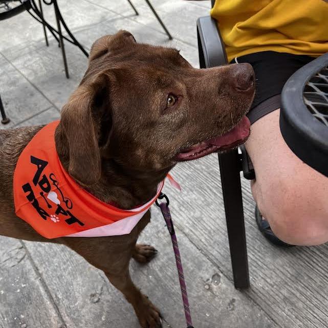 Enlarge Rex, a Adoptable mixed breed in South Elgin, IL image 5/6