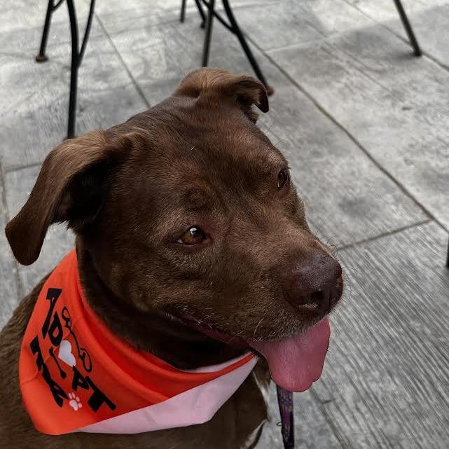 Enlarge Rex, a Adoptable mixed breed in South Elgin, IL image 6/6