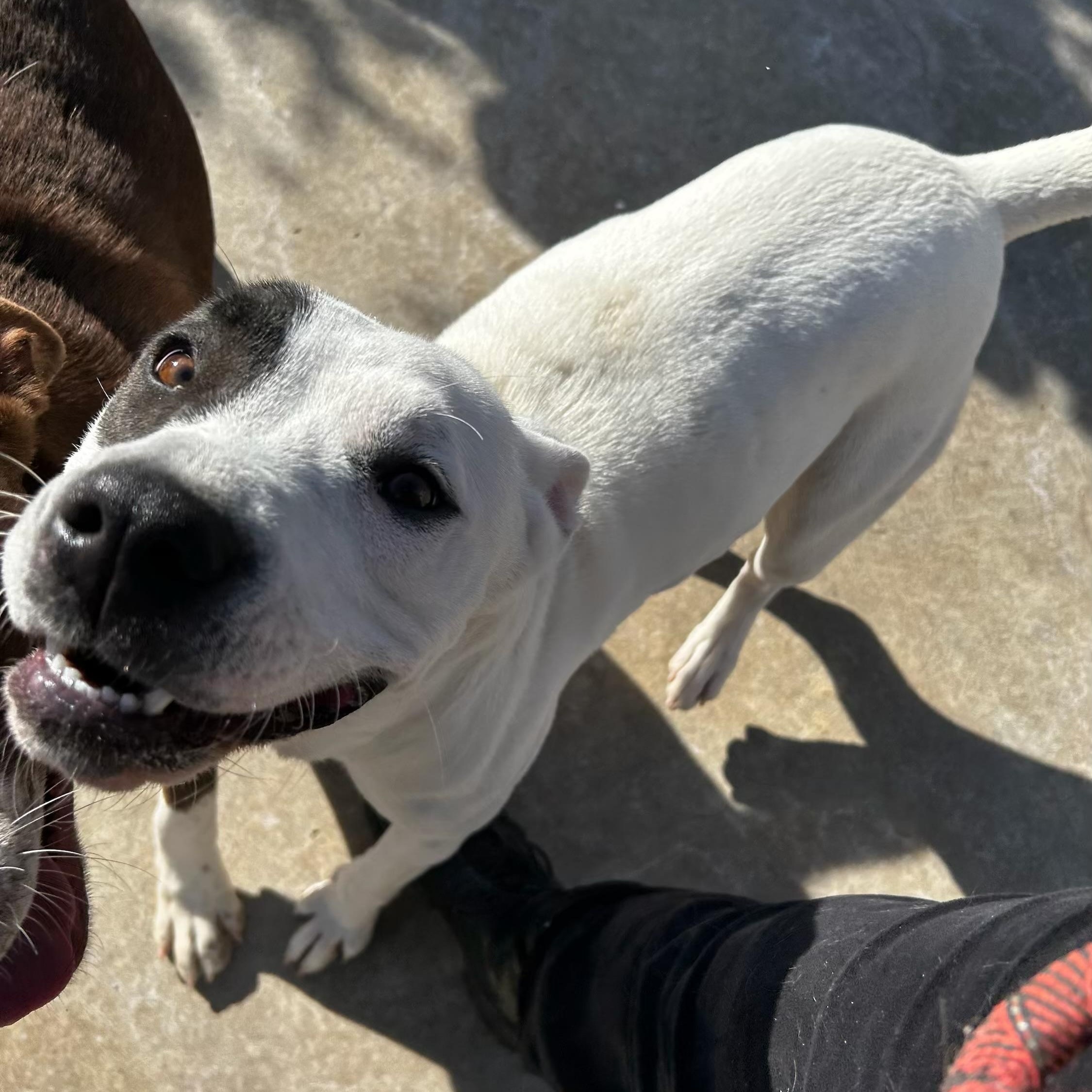 Lady, adopted, Adult Female Terrier & Rottweiler.