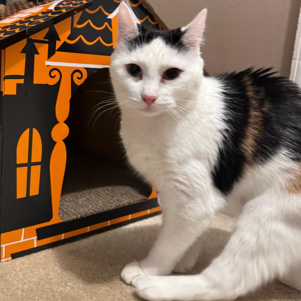 Peony 2 — thumbnail 2