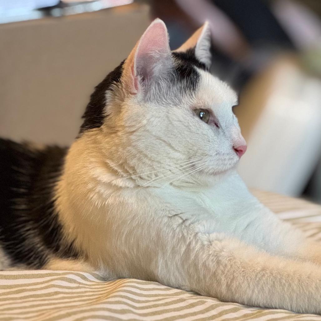 Peony 2 — thumbnail 3