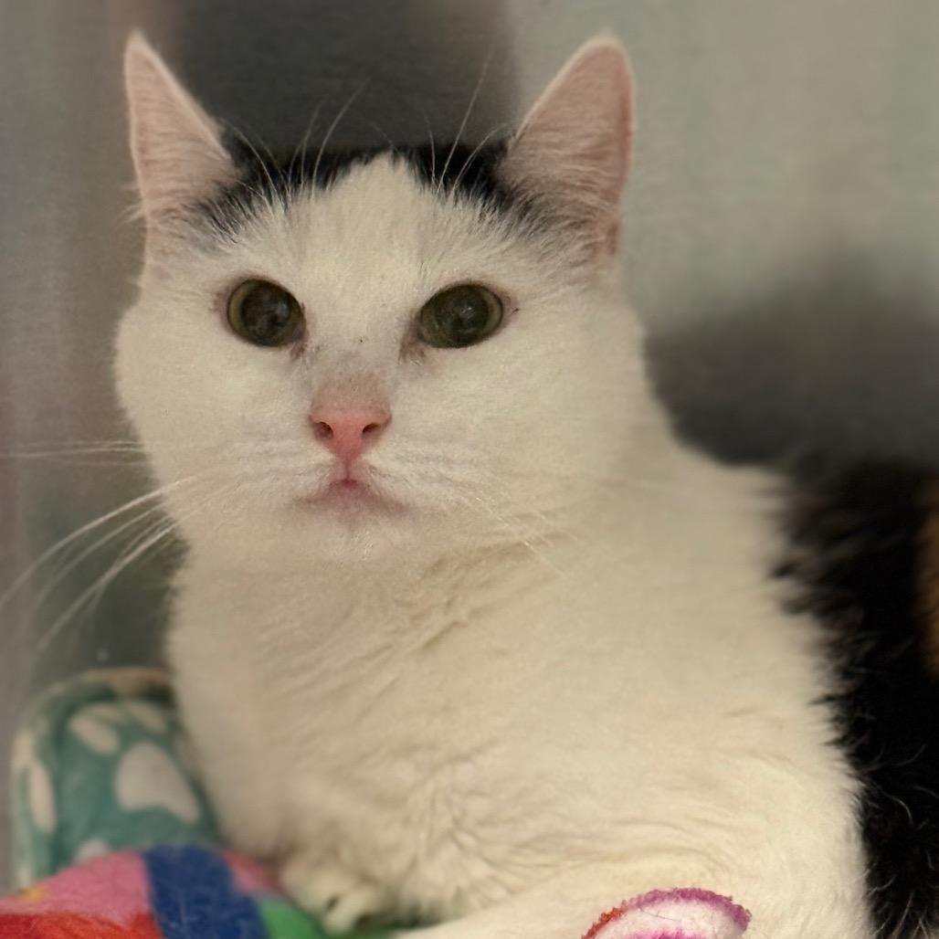 Peony 2 — thumbnail 4