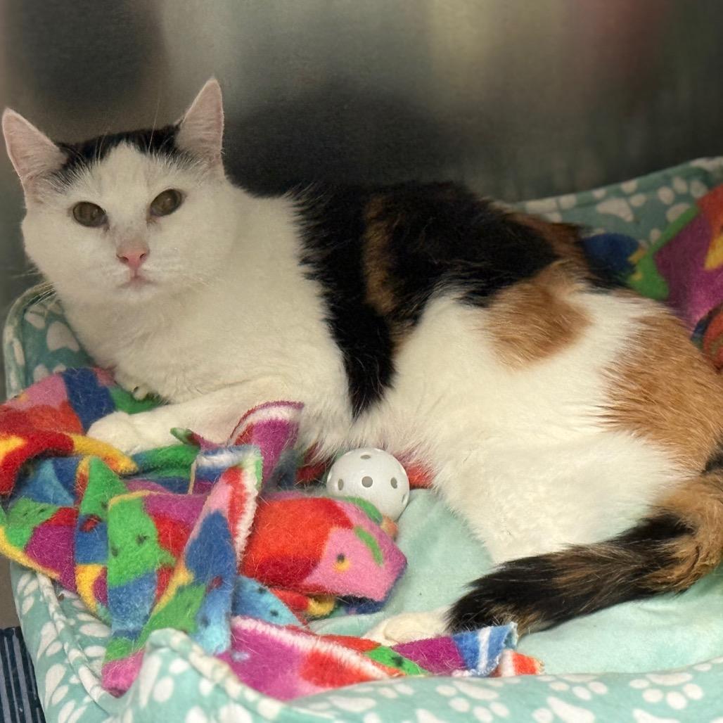 Peony 2 — thumbnail 5