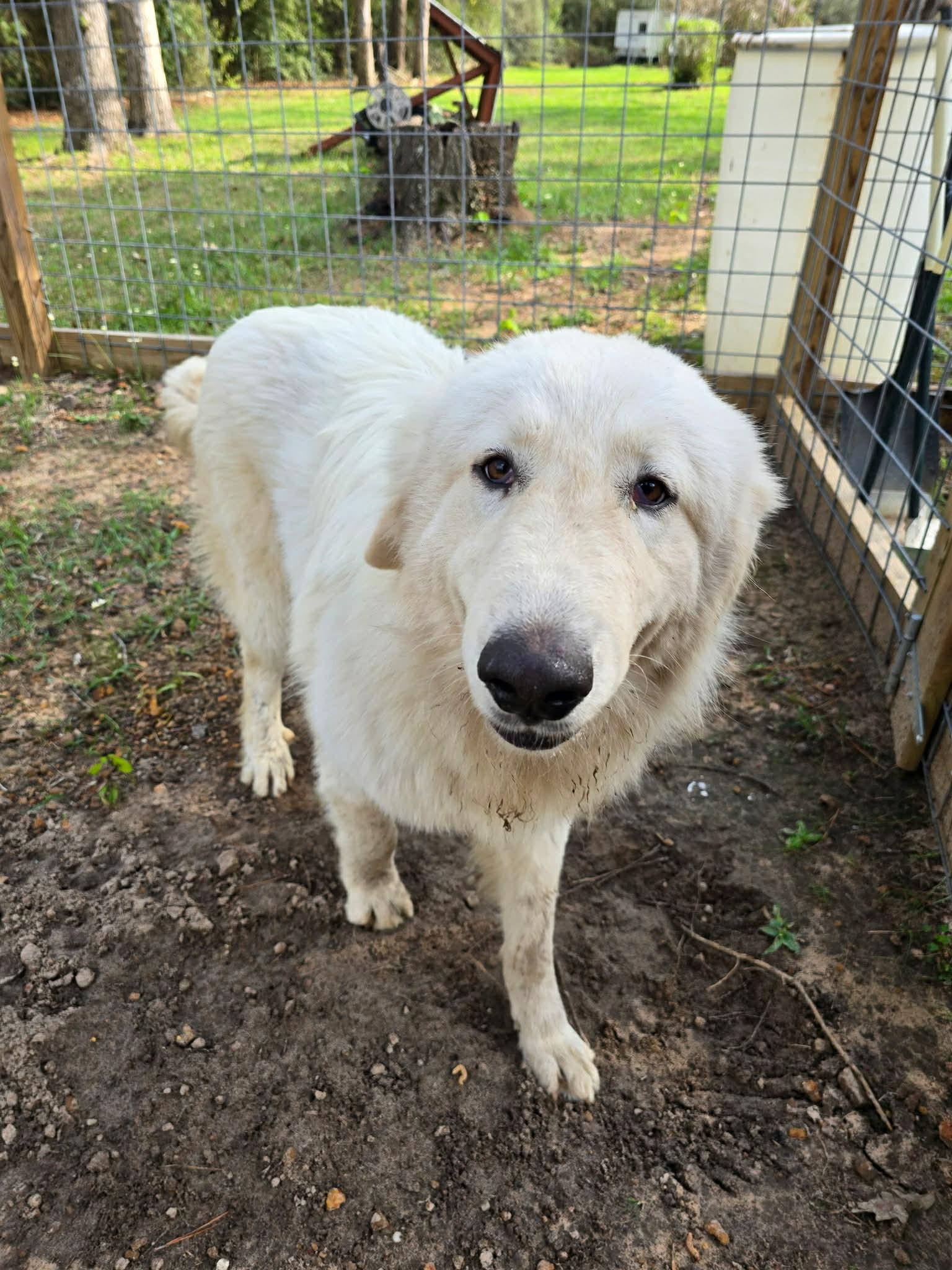 Heidi, a Adopted Great Pyrenees in Bend, OR image 1/3