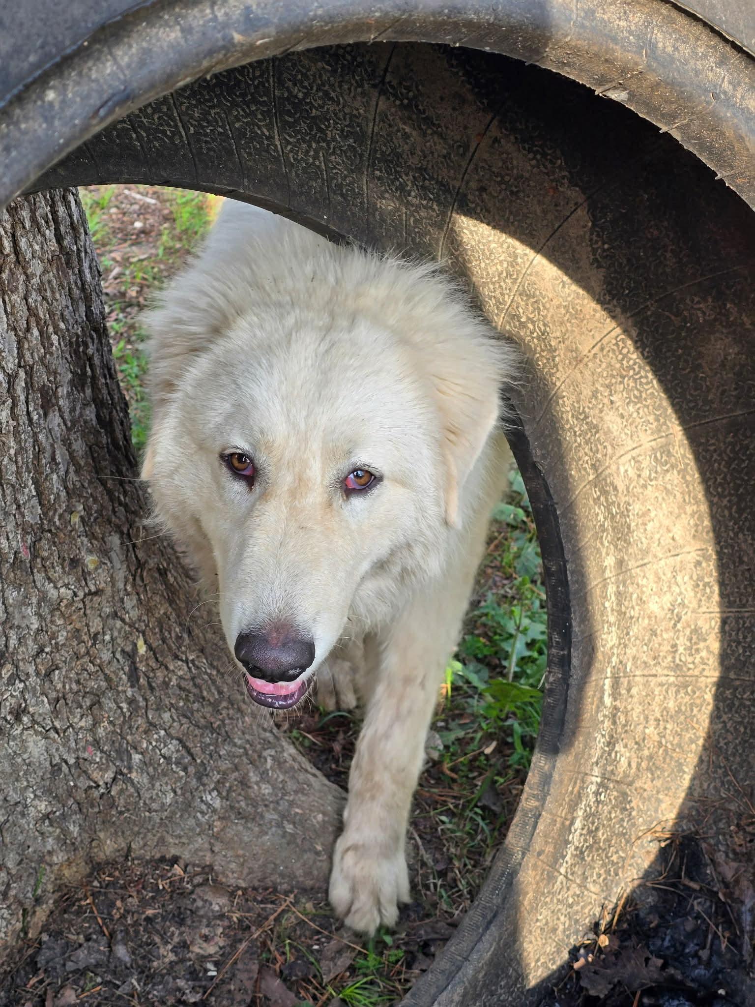 Heidi, a Adopted Great Pyrenees in Bend, OR image 3/3