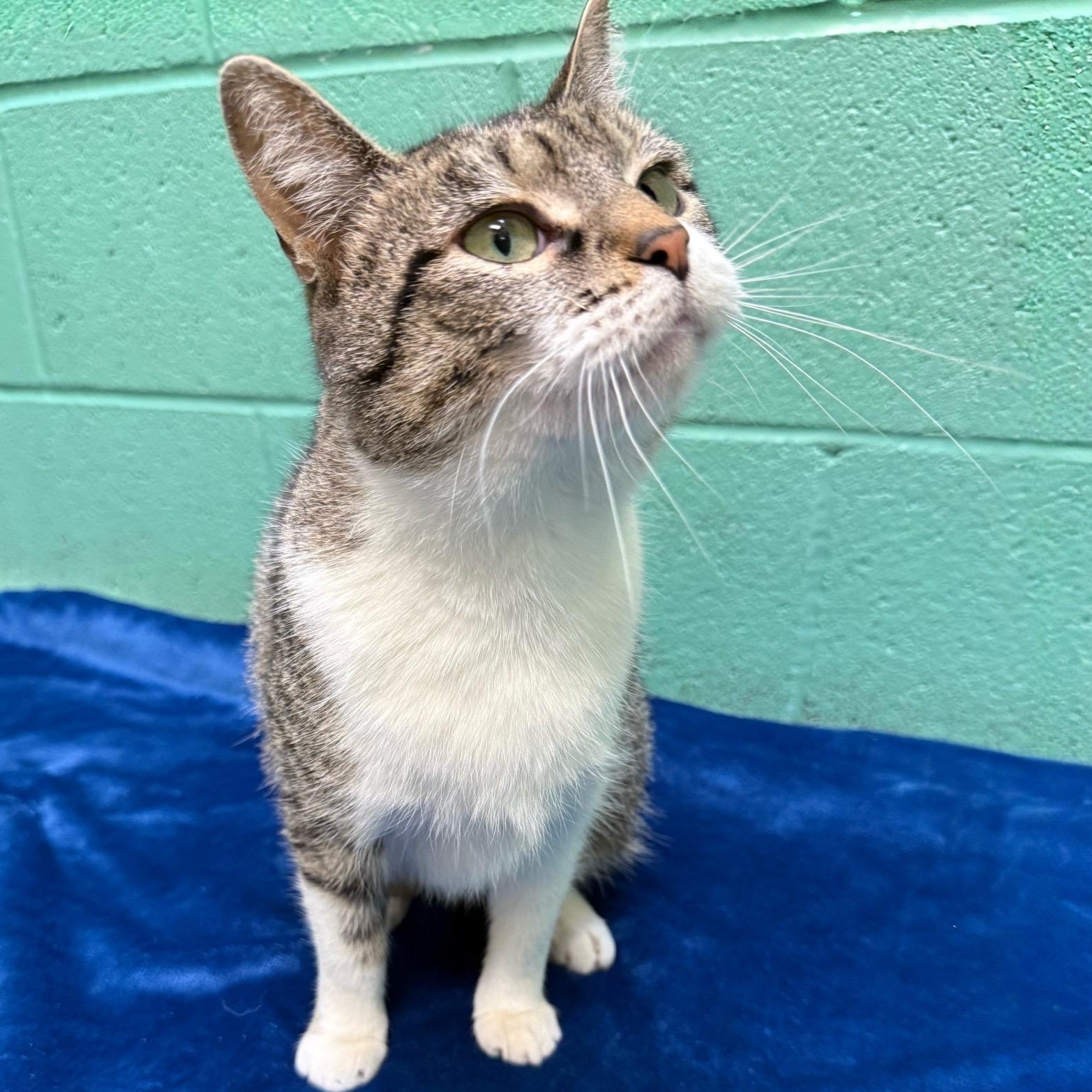 Enlarge Miss Pickles, a Adoptable mixed breed in Latrobe, PA image 4/4