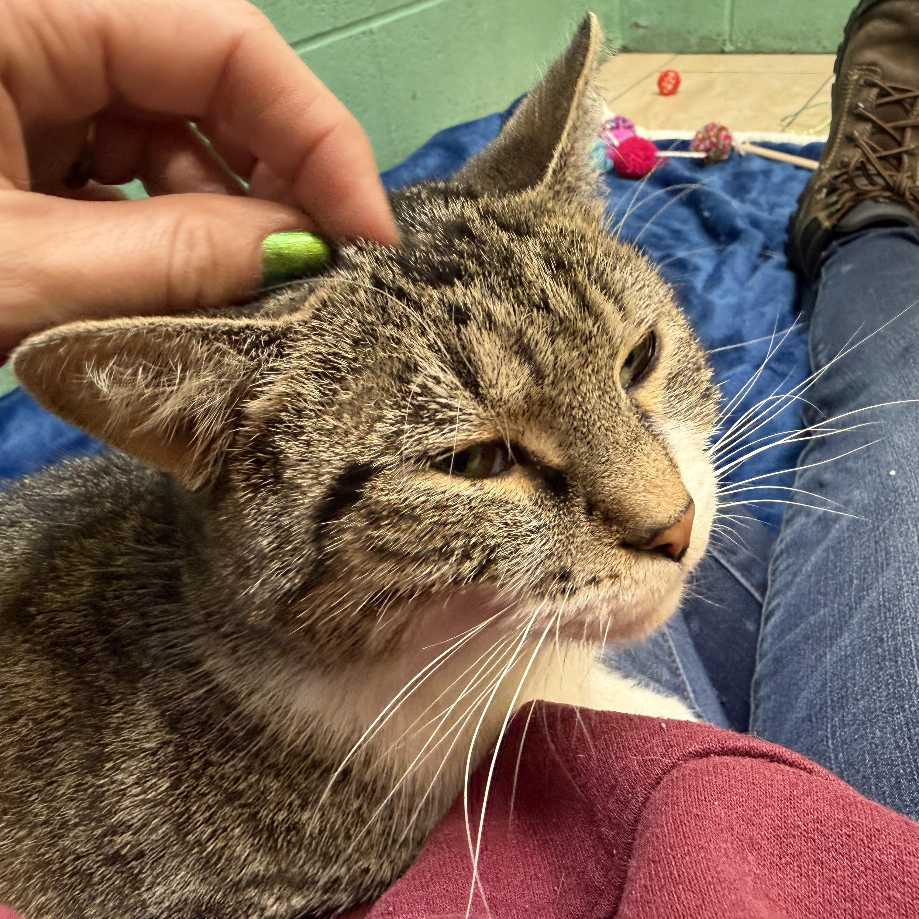 Enlarge Miss Pickles, a Adoptable mixed breed in Latrobe, PA image 3/4