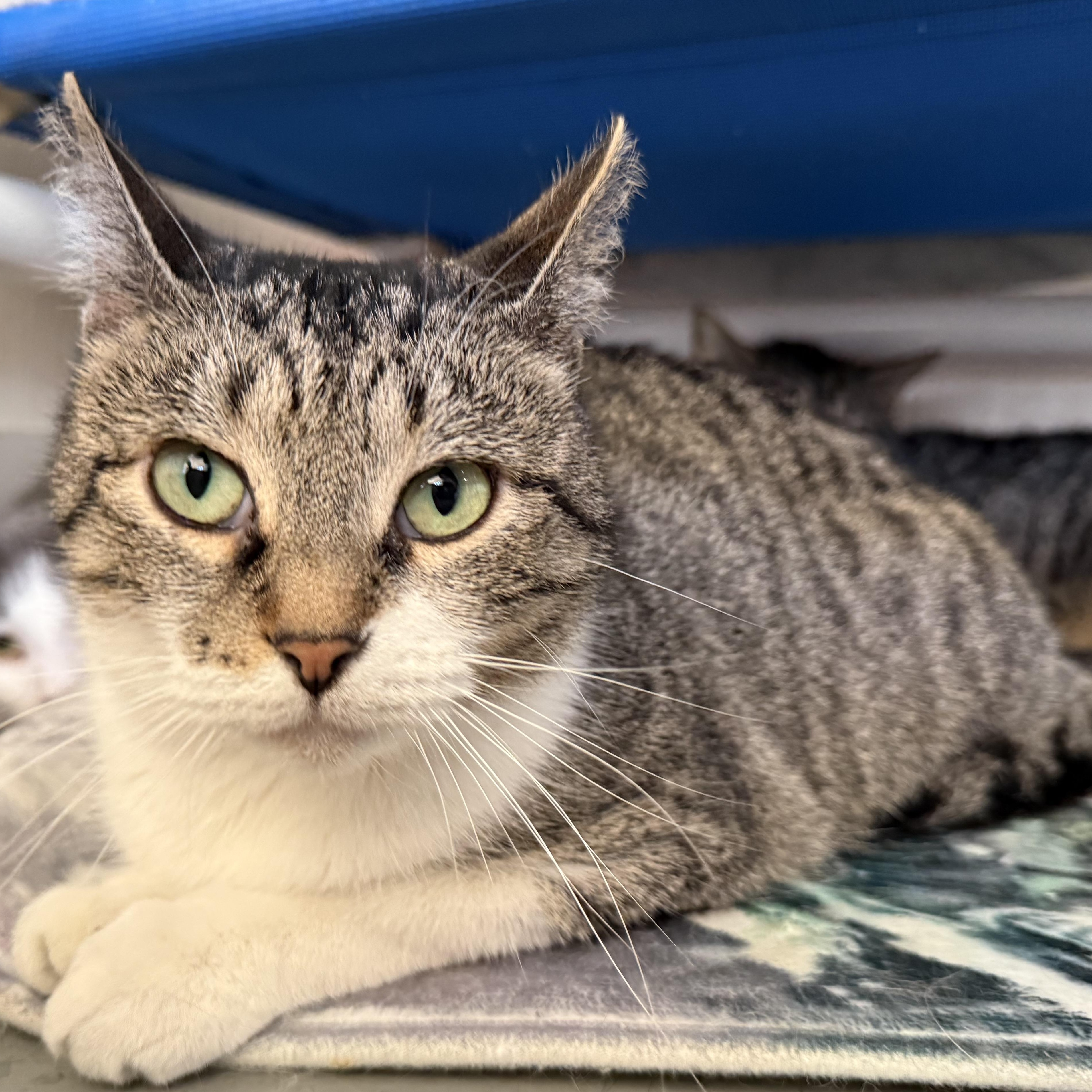 Miss Pickles, Adoptable, Young Female Domestic Short Hair.