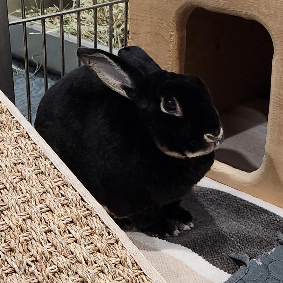 Guinness, Adoptable, Adult Female Havana.