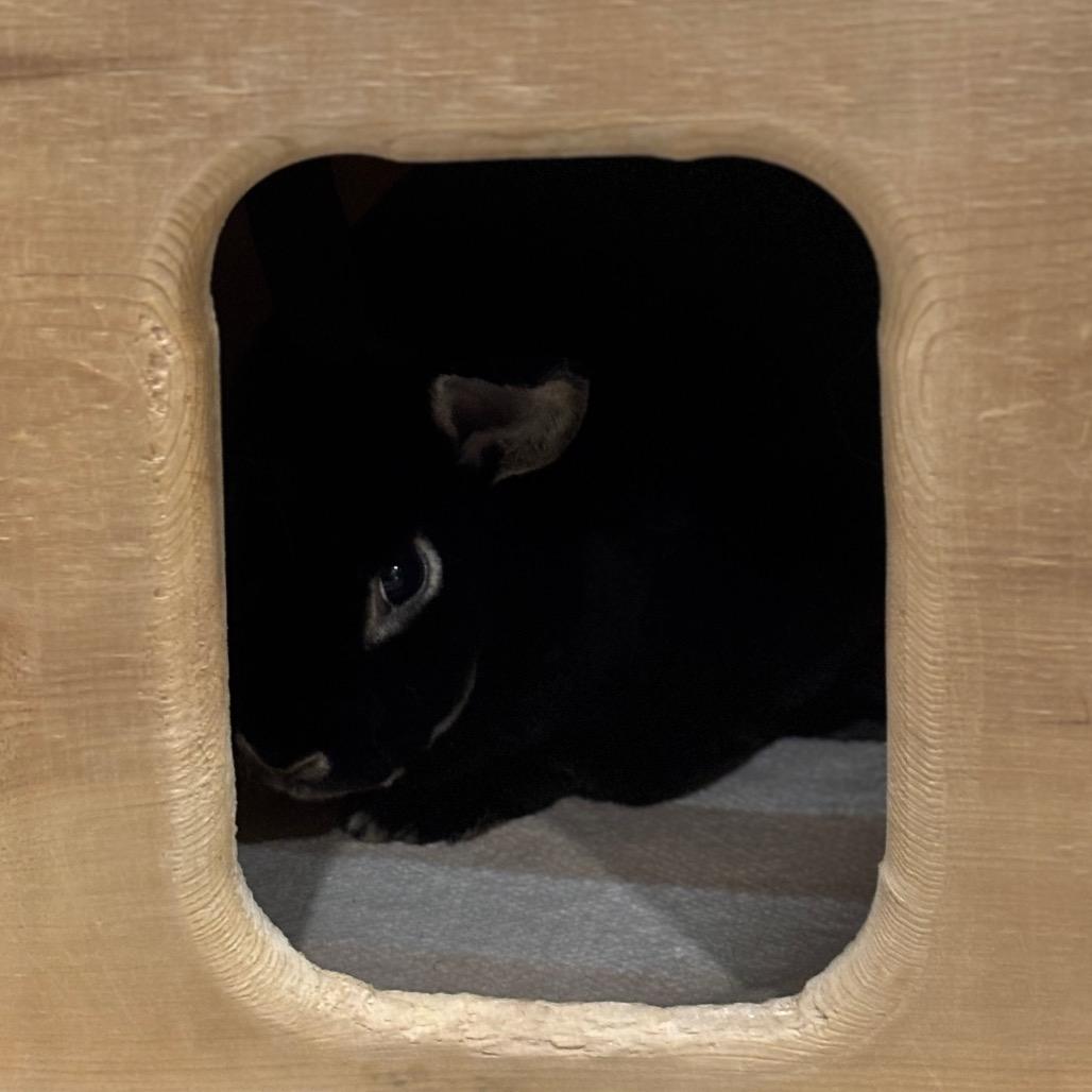 Enlarge Guinness, a Adoptable Havana in Brookfield, WI image 2/2