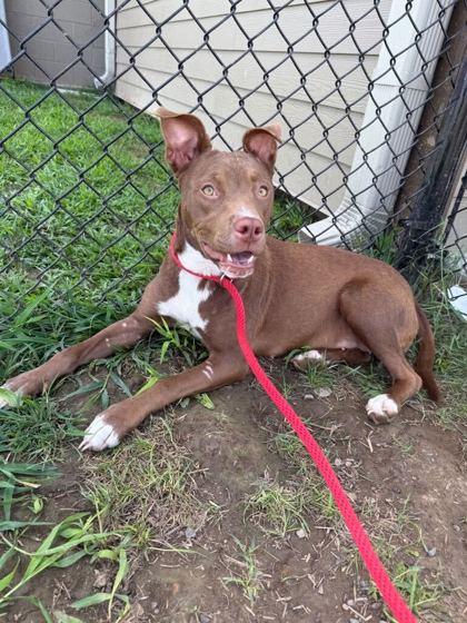 Corena, Adoptable, Adult Female Pit Bull Terrier.